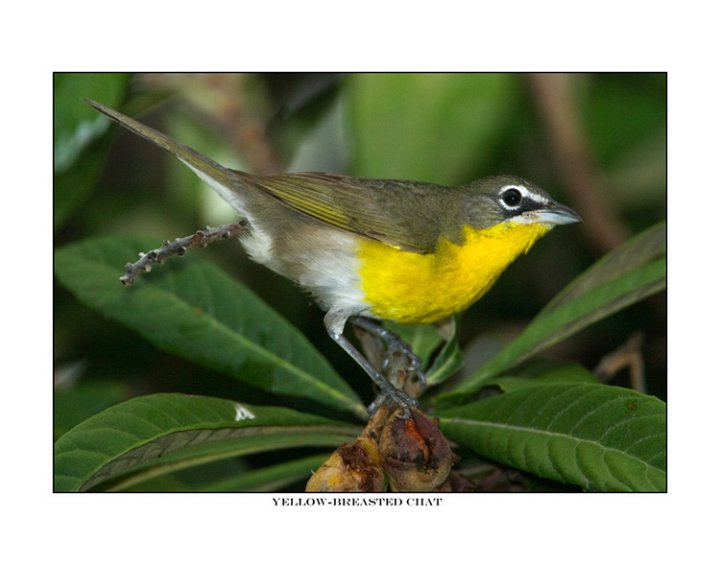 9196 yellow-breasted chat.jpg